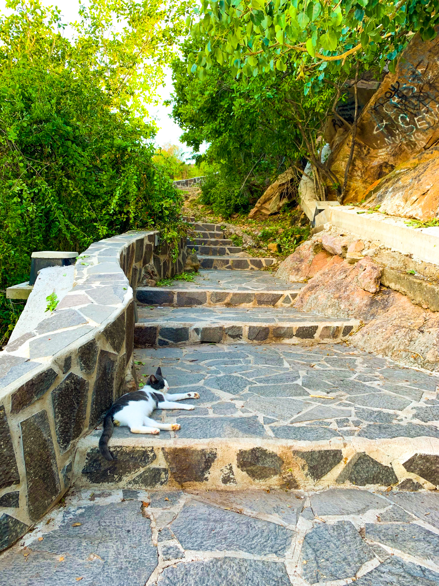 Faro Stairs with Cat